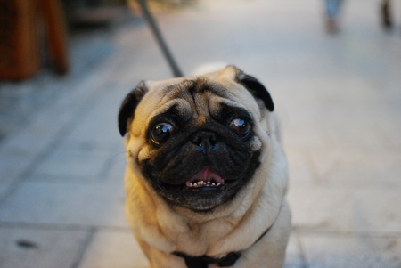 Funny small dogの写真素材