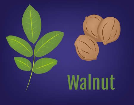 Walnuts in Shell with Leaves vector illustration. Smoothie Ingredients. Raw Vegan Recepie Ingredients. Digital background.のイラスト素材