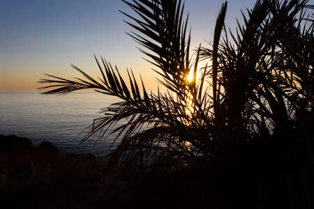 Sunrise with reflection of light in the water, in protaras paralimni, view through a palm tree, dark blue sea and rocks, cyprus islandの写真素材
