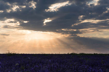 Photo of purple flowers in a lavender field in bloom at sunset with rays of light in the clouds, moldovaの写真素材
