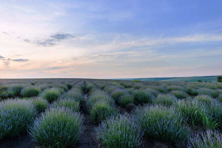 Photo of purple flowers in a lavender field in bloom at sunset, moldovaの写真素材