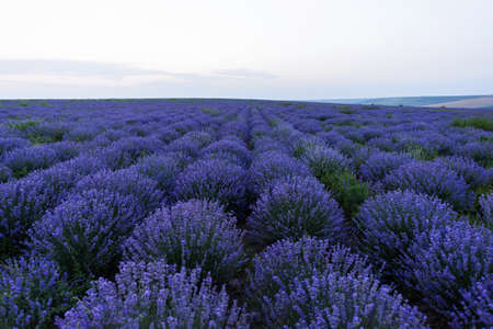 Photo of purple flowers in a lavender field in bloom at sunset, moldovaの写真素材