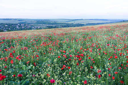 Beautiful landscape with poppy flowers filed at sun set in moldova near a village.