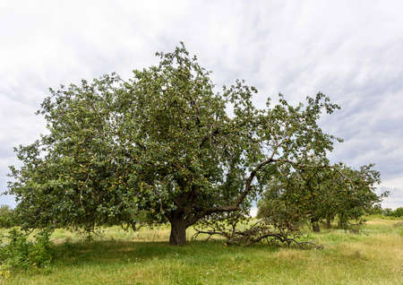 Big ripe apple tree in Vinatori village, Moldovaの写真素材
