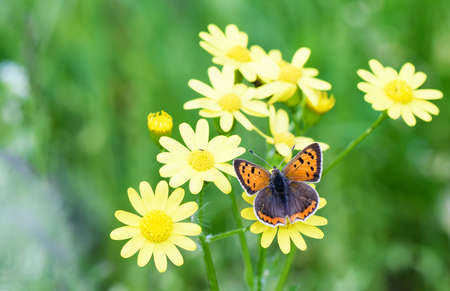 Photo of brown butterfly on yellow flowers in spring over green grass background.の写真素材