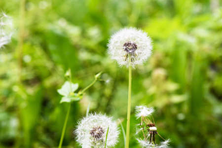 Photo of dandelion flower on a green field in springの写真素材