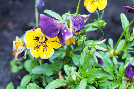 Close up photo of yellow and purple viola tricolor pansy flowers in the garden.