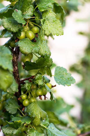 Close up photo of green black currant with drops of water in the rain, growing on plant.の写真素材