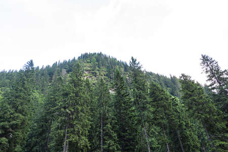 Photo of green peak and a forest in fagaras mountains, Romania.