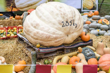 Pile of colored pumpkins and gourds in Moldova, big pumkpin of 285 kg, wooden basket and hayの写真素材