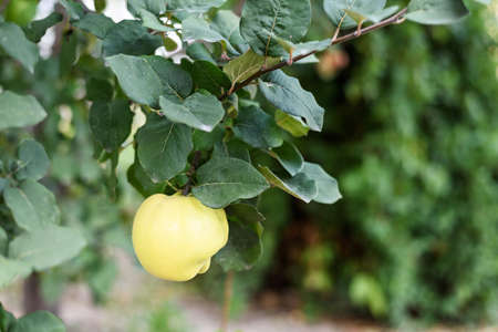 Yellow ripe quince on a tree in Moldovaの写真素材
