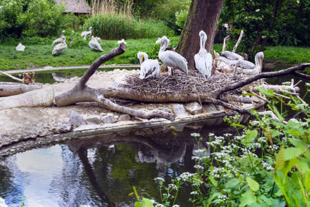 White pelican group at the lake with reflection, pelecanus onocrotalus also known as the eastern white pelican in schonbrunn zoo, vienna, austriaの写真素材