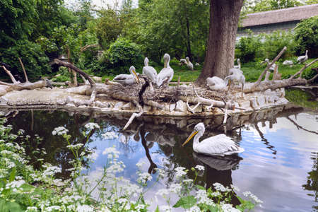 White pelican group at the lake with reflection, pelecanus onocrotalus also known as the eastern white pelican in schonbrunn zoo, vienna, austriaの写真素材