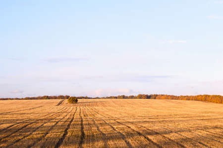 Newly cut autumn wheat field in a village in Moldova at sunset, golden forestの写真素材