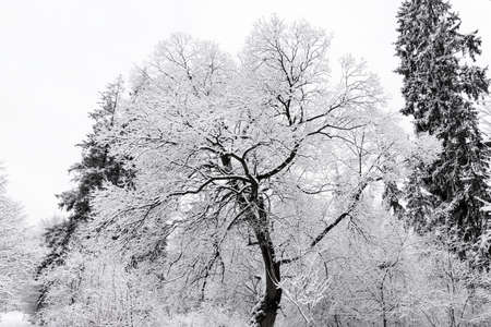 Hoar frost on trees in winter, frozen forest and white snow at mountainsの写真素材