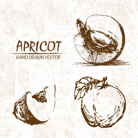 Digital vector detailed apricot hand drawn retro illustration collection set. Thin artistic linear pencil outline. Vintage ink flat style, engraved simple doodle sketches. Isolated objectsのイラスト素材