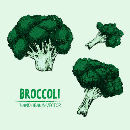 Digital vector detailed color broccoli hand drawn retro illustration collection set.のイラスト素材