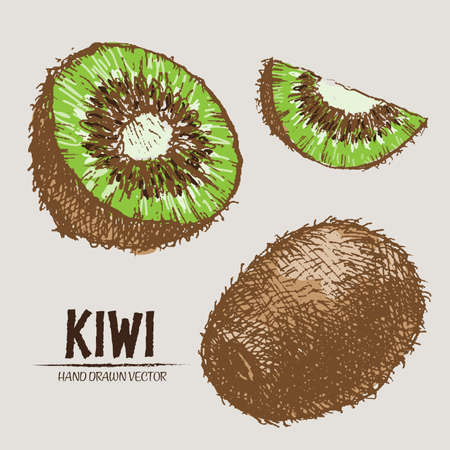 Digital vector detailed color kiwi hand drawn retro illustration collection set. Thin artistic linear pencil outline. Vintage ink flat style, engraved simple doodle sketches. Isolated objectsのイラスト素材