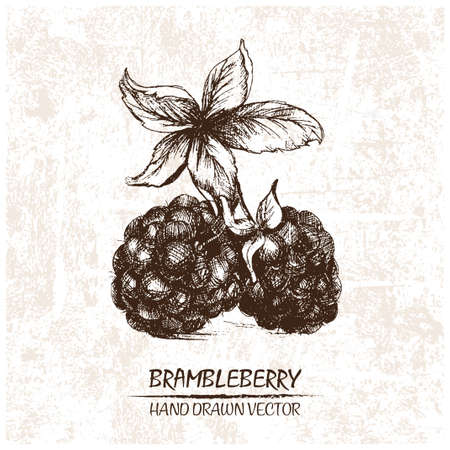 Digital vector detailed brambleberry hand drawn retro illustration collection set. Thin artistic linear pencil outline. Vintage ink flat style, engraved simple doodle sketches. Isolated objectsのイラスト素材