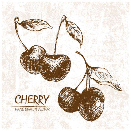 Digital vector detailed cherry hand drawn retro illustration collection set. Thin artistic linear pencil outline. Vintage ink flat style, engraved simple doodle sketches. Isolated objectsのイラスト素材