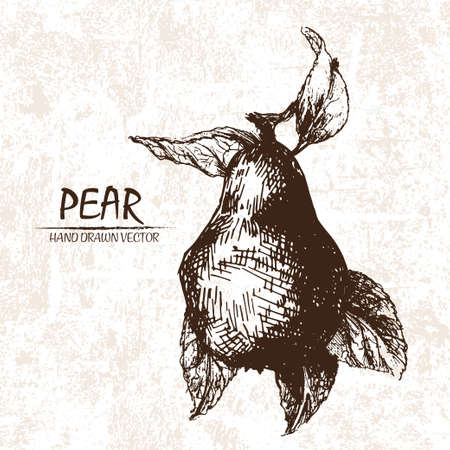 Digital vector detailed pear hand drawn retro illustration collection set. Thin artistic linear pencil outline. Vintage ink flat style, engraved simple doodle sketches. Isolated objectsのイラスト素材