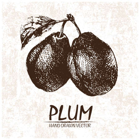 Digital vector detailed plum hand drawn retro illustration collection set. Thin artistic linear pencil outline. Vintage ink flat style, engraved simple doodle sketches. Isolated objectsの写真素材