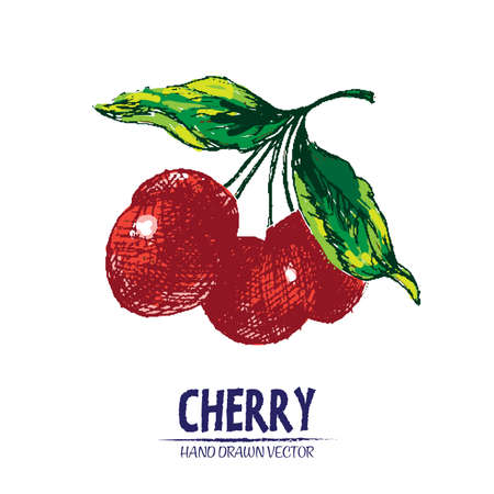 Digital vector detailed color cherry hand drawn retro illustration collection set. Thin artistic...