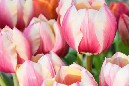 Pink tulips, close up, in a flower field, spring time, bardar village, moldova