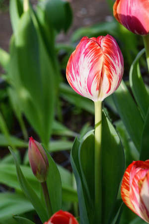 Pink tulips, close up, in a flower field, spring time, bardar village, moldova