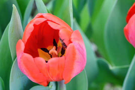 Red tulips, close up, in a flower field, spring time, bardar village, moldovaの写真素材