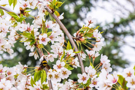 Bumblebee pollinating flowers of the cherry tree orchard blossoms on a spring day, close upの写真素材