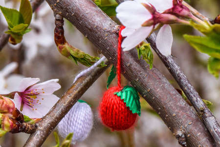Flowers of the cherry tree orchard blossoms on a spring day, traditional red and white trinket symbolの写真素材