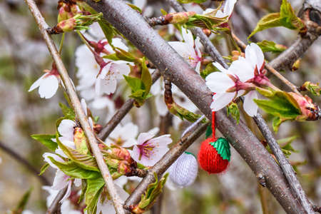 Flowers of the cherry tree orchard blossoms on a spring day, traditional red and white trinket symbolの写真素材