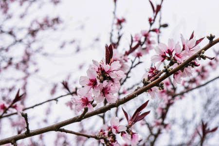 Flowers of the pink tree orchard blossoms on a spring dayの写真素材