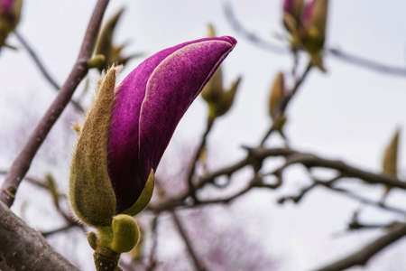 Pink flowers of magnolia tree orchard blossoms on a spring dayの写真素材
