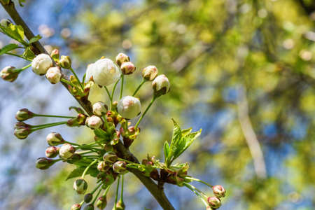 Flowers of the cherry tree orchard blossoms on a spring day