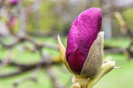 Pink flowers of magnolia tree orchard blossoms on a spring dayの写真素材