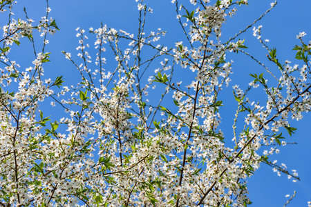 Flowers of the cherry tree orchard blossoms on a spring day with blue sky