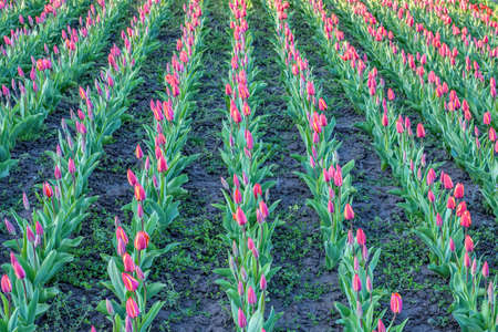 Red tulips flower field at sunset in Bardar village, Moldovaの写真素材