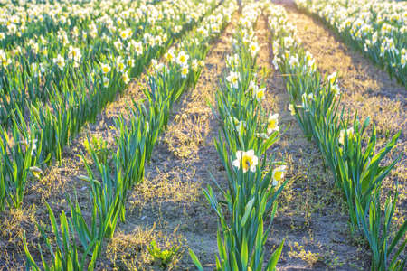 Yellow daffodil flower field at sunset in Bardar village, Moldovaの写真素材