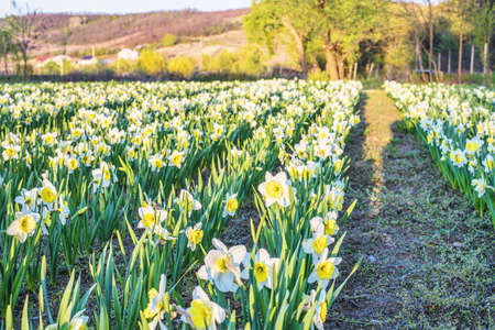 Yellow daffodil flower field at sunset in Bardar village, Moldovaの写真素材