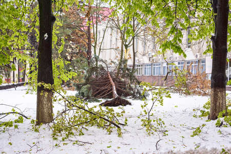 Heavy snow apocalypse in Moldova, frozen Chisinau city, on 20 and 21 of april 2017, spring anomaly, natural cataclysm, falling green trees disaster, general emergency state, exceptional situationの写真素材
