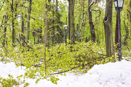Heavy snow apocalypse in Moldova, frozen Chisinau city, on 20 and 21 of april 2017, spring anomaly,...