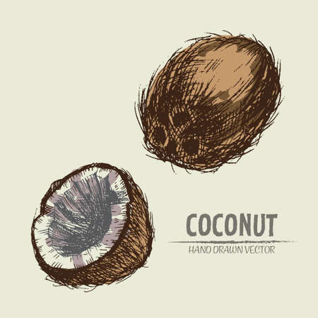Digital vector color detailed coconut hand drawn retro illustration collection set. Thin artistic linear pencil outline. Vintage ink flat style, engraved simple doodle sketches. Isolated objectsのイラスト素材