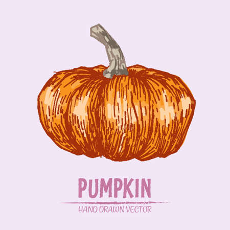 Digital vector color detailed pumpkin hand drawn retro illustration collection set. Thin artistic linear pencil outline. Vintage ink flat style, engraved simple doodle sketches. Isolated objectsのイラスト素材