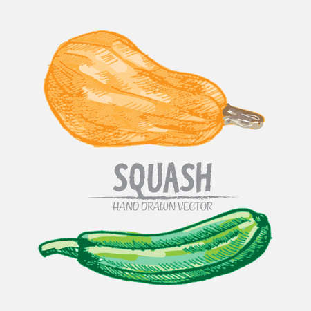 Digital vector color detailed squash hand drawn retro illustration collection set. Thin artistic linear pencil outline. Vintage ink flat style, engraved simple doodle sketches. Isolated objectsのイラスト素材
