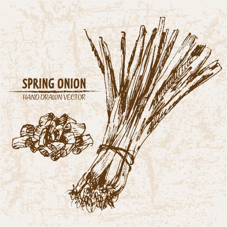Digital vector detailed line art spring onion vegetable hand drawn retro illustration collection set. Thin artistic pencil outline. Vintage ink flat style, engraved simple doodle sketches. Isolatedのイラスト素材