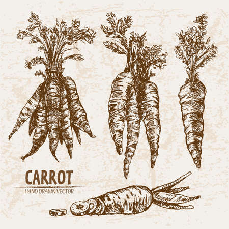 Digital vector detailed line art carrot vegetable hand drawn retro illustration collection set. Thin artistic pencil outline. Vintage ink flat style, engraved simple doodle sketches. Isolatedのイラスト素材