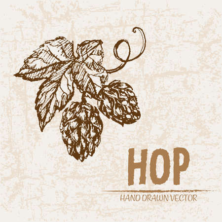 Digital vector detailed line art hop vegetable hand drawn retro illustration collection set. Thin artistic pencil outline. Vintage ink flat style, engraved simple doodle sketches. Isolatedのイラスト素材