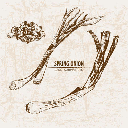 Digital vector detailed line art spring onion vegetable hand drawn retro illustration collection set. Thin artistic pencil outline. Vintage ink flat style, engraved simple doodle sketches. Isolatedのイラスト素材